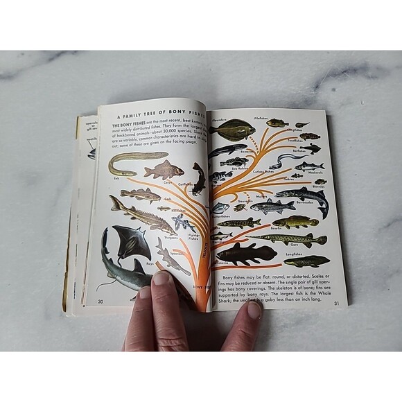 A Golden Guide Fishes Paperback - Picture 5 of 10